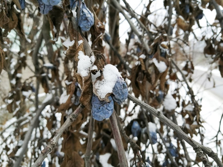 Wilted plums on the tree are covered with snow. Fruiting under the snow in winter.の写真素材