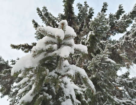 Branches of spruce covered with snow caps. Winter forest in the city. Beauty is in nature.の写真素材