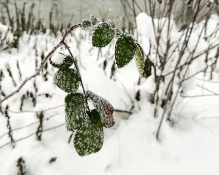 Green rose leaves after frost. Frost pattern on green rose leaves in winter.の写真素材
