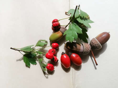 The Gifts of Autumn. Acorns and rosehip berries with leaves on old sheets of paper.の写真素材