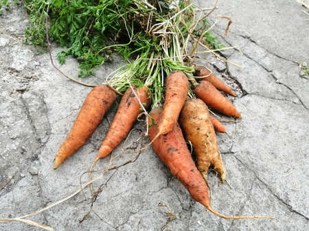Carrots picked from the garden on a concrete floor. Harvest of bright carrots. Healthy vegetables.の写真素材