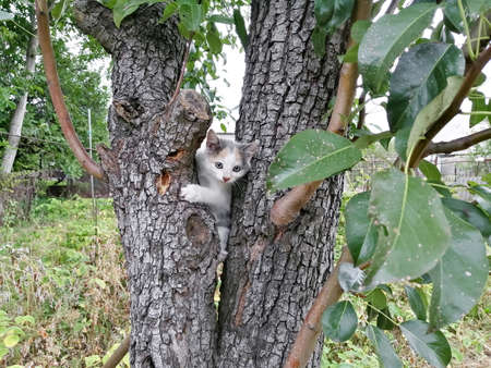 A stray kitten in a tree. Cute kitten. A street cat climbed a tree.の写真素材