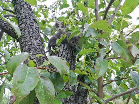 Two street kittens on a tree, gray and white with specks. Kittens in a tree. Small predators.の写真素材
