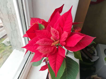 Christmas rose on the windowsill. winter of poinsettia flowering on the windowsill. Red winter flower.の写真素材