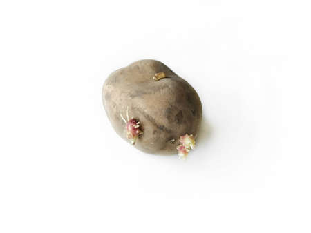 Potato tuber with sprouts for planting. Potato seedlings on a white background. White background, side photo shooting.の写真素材