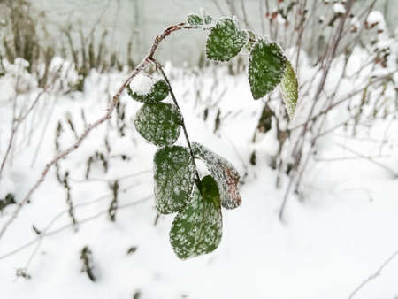 Green rose leaves after frost. Frost pattern on green rose leaves in winter.の写真素材