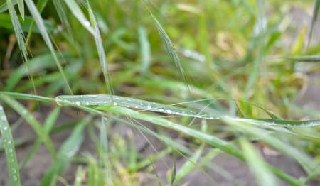 Raindrops on the grass. Grass with dew. Dew in the early morning. Green grass after the rain. Drops of water on the grass.の写真素材