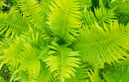 Young foliage ferns. Grabbing the fern from above. ancient plants. Prehistoric plants. Ferns are large, light green leaves.の写真素材