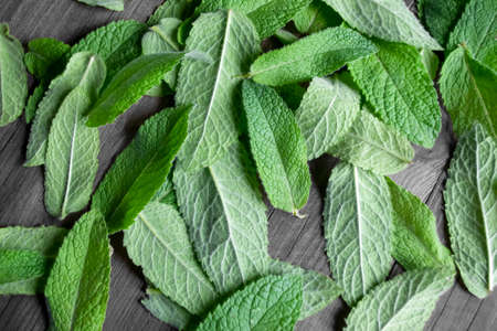 On a wooden background there are many green leaves of lemon balm. Mint leaves on a wooden table. Leaves for tea. Drying of leaves.の写真素材