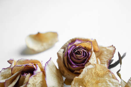 Dried flowers on a snow-white background. white background and dry roses. Buds of dry roses with a soft purple rim on a white background.の写真素材