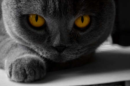 The Scottish Fold cat hunts. emphasis on the eyes. Bright eyes of the cat. gray background and golden eyes of the animal. An aggressive, focused look of the cat on the hunt.の写真素材