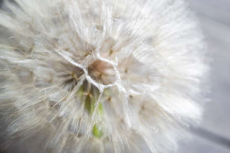 Tragopogon close-up. Through the fluff of the flower you can see its seeds. Flower close-up - you...