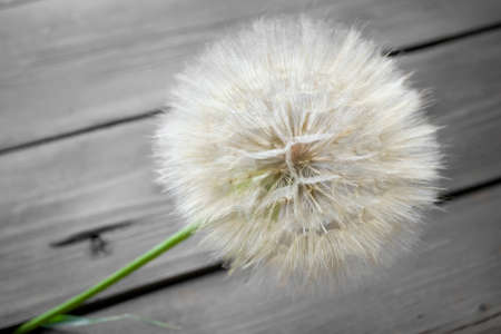 A large dandelion flower on a wooden table. The flower of the Tragopogon is similar to a dandelion. A large seed head of a Tragopogon on a wooden background.の写真素材