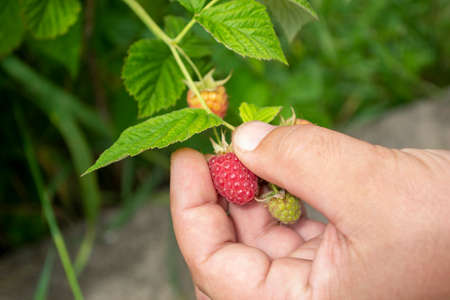 A man's hand plucks a ripe raspberry from a bush. Ripe raspberries. Harvesting raspberries. Raspberries - harvesting from a bush. A hand holds a red raspberry.の写真素材