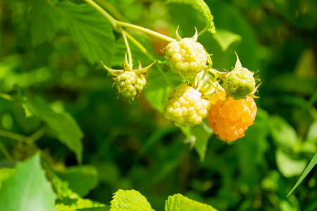 Yellow raspberry on a green bush. Yellow raspberries have ripened. The first harvest of raspberries. Yellow raspberries on a bush in the garden. Yellow raspberries on a green background.の写真素材
