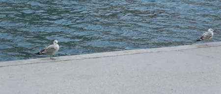 Two gulls sit on concrete escarpments next to the sea. Seagulls sit by the water. two seagulls on the sea.の写真素材
