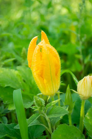 Beautiful, yellow zucchini flower. Zucchini released flowers. Zucchini flower. Bud of zucchini garden crop.の写真素材