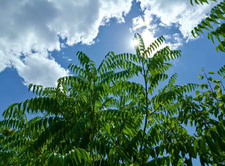 Beautiful tropical trees against a blue sky with clouds. cloudy skies and tropical palm trees.の写真素材