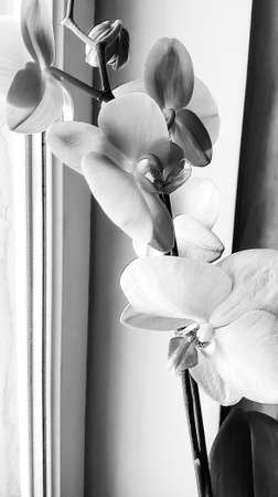 Orchid on the window. Home orchid in black and white. The contrast of black and white on the orchid flower. Black and white flower.の写真素材