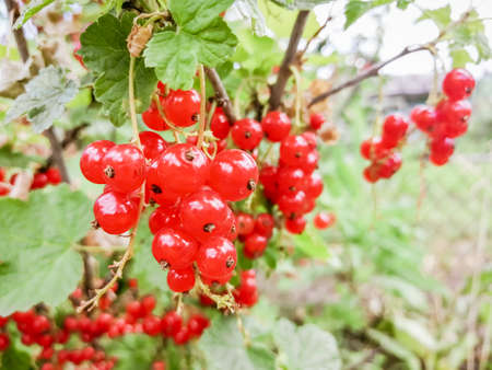 Red currants ripened on the bush. Red currants are a crop. On the currant bush the harvest is ready.の写真素材