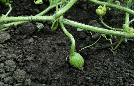A small fruit of the future watermelon in the garden. Vine with watermelon in the garden. dark soil and green watermelon ripens in the garden.の写真素材