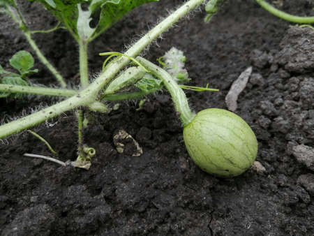 A small watermelon grows in the garden. ON the whip green ripens a small watermelon. Watermelon in the field. Watermelon growth.の写真素材