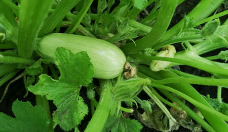 Organic farming. Green zucchini on a bush. Useful vegetables in the garden.の写真素材