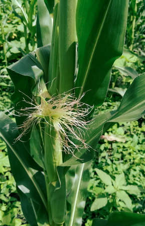 Yellow-green corn hair from the cabbage against the background of a green plant in the field. a young head of corn among the greenery of the plant.の写真素材