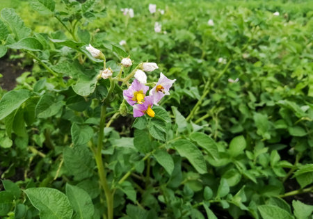 Pink flowers on potatoes. Pink potato flowers on the background of plants. Potato blossoms in the field. A large potato plantation is blooming.の写真素材