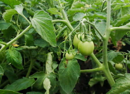 Tomatoes in the garden are green fruits on a bush. Green tomatoes ripen on a bush in the garden. organic tomatoes - growing in a greenhouse.の写真素材