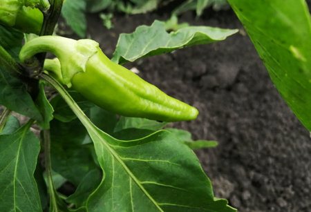 Sweet green peppers in the garden. Green pepper ripens on the bush. Top view - photo of green pepper. Organic vegetables in the garden.の写真素材