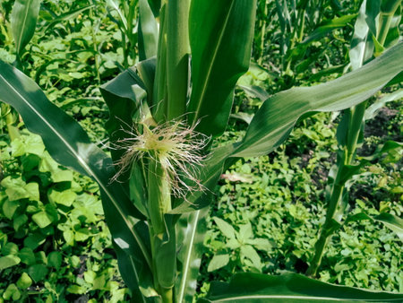 Yellow-green corn hair from the cabbage against the background of a green plant in the field. a young head of corn among the greenery of the plant.の写真素材