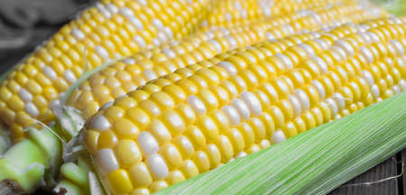 Raquel corn close-up. Corn cobs lie in a row. Two-color corn is sweet.