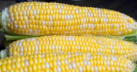 Sweet corn on the table. Corn with white-yellow grains.の写真素材