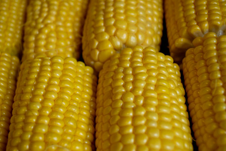 Yellow cobs of corn before cooking. Yellow corn lies in two rows. Young corn for food. Sweet heads...
