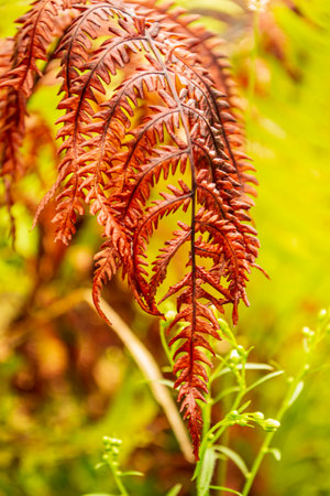 The red leaf of the fern after rainis an autumn plant. Brown fern leaf on autumn background. a dried sheet of a vaporizer after the rain.の写真素材