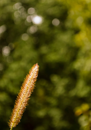 Spikelet on the background of green trees. A lonely spikelet. One spikelet in a vertical photo.の写真素材