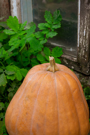 One pumpkin stands on the street next to a bush by the window. orange pumpkin outside. Big pumpkin is harvesting.の写真素材