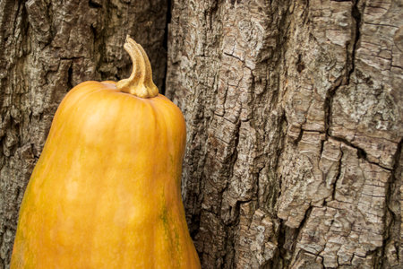Next to the trees stands a pumpkin. the pumpkin leaned against the bark of the tree. Orange pumpkin guitar variety - close-up. Part of a pumpkin with a tail next to a tree.の写真素材