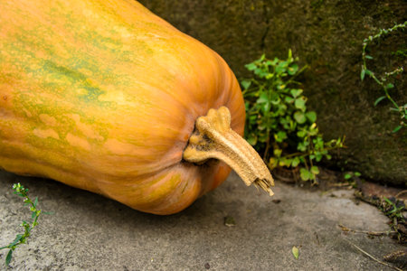 A long pumpkin lies on a concrete floor outside. There's a pumpkin outside. a beautiful, long pumpkin is a dry tail.の写真素材
