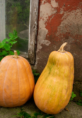 Two pumpkins stand outside an old house with a window. Next to the window are two orange pumpkins for decoration. Autumn decorations on the street are pumpkins.の写真素材