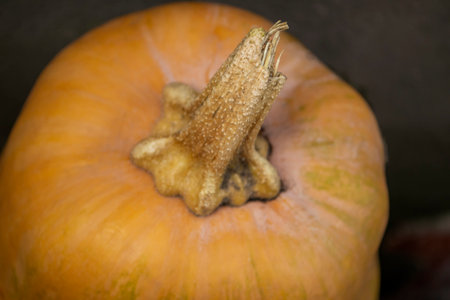 Pumpkin tail close-up. Pumpkin tail close-up, top view. Orange gourd is a dry stump macro shot.の写真素材