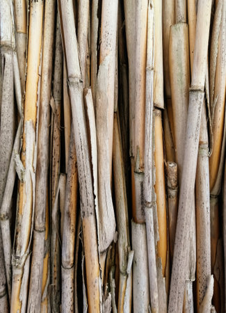Sedge stems. The background is made of reeds. dry reeds lie in a row. Background photo of dry reeds.の写真素材