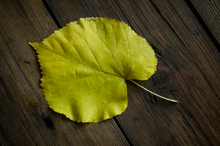 Yellow leaf on a wooden table. autumn leaves - decorations for the house. Against the background of the tree, a contrasting, yellow leaf stands out.の写真素材