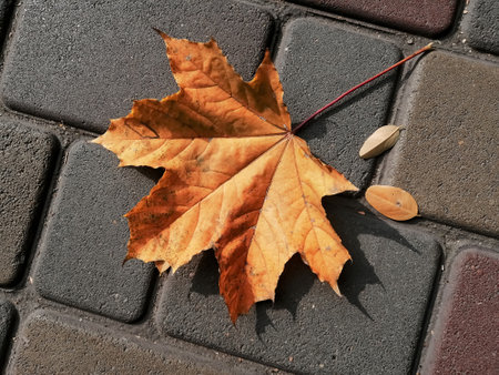 Yellow maple leaf on a background of stone tiles. Autumn has come - the leaves are falling. On the paving stones lies a fallen maple leaf. One leaf from a tree on the ground.の写真素材