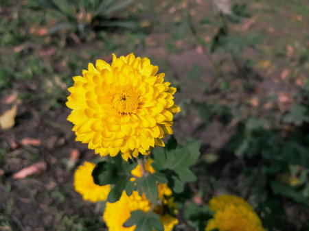 Yellow chrysanthemum. Small chrysanthemums in the garden. Beautiful autumn flowers in the garden. The yellow chrysanthemum bloomed.の写真素材