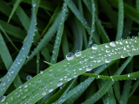 Grass after the rain. the green leaves are covered with dew drops. Neat drops of water on green grass with a blue tint.の写真素材