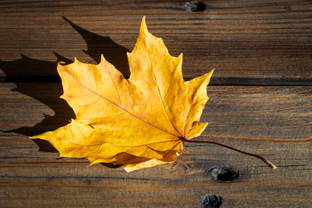 A yellow maple leaf lies on a wooden board. A leaf on a tree. A fallen leaf on a wooden board is a sign of autumn.の写真素材