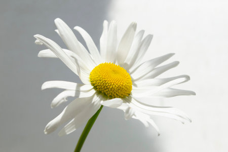 White chamomile on a white background. The petals of the chamomile almost merge with the white background. A gentle shadow from the petals of a daisy on a white background.の写真素材