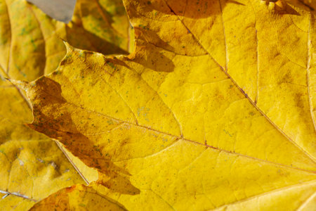 Autumn leaf up close. Maple leaf close-up. Yellow leaf close shooting. The veins of the fallen leaf are yellow.の写真素材